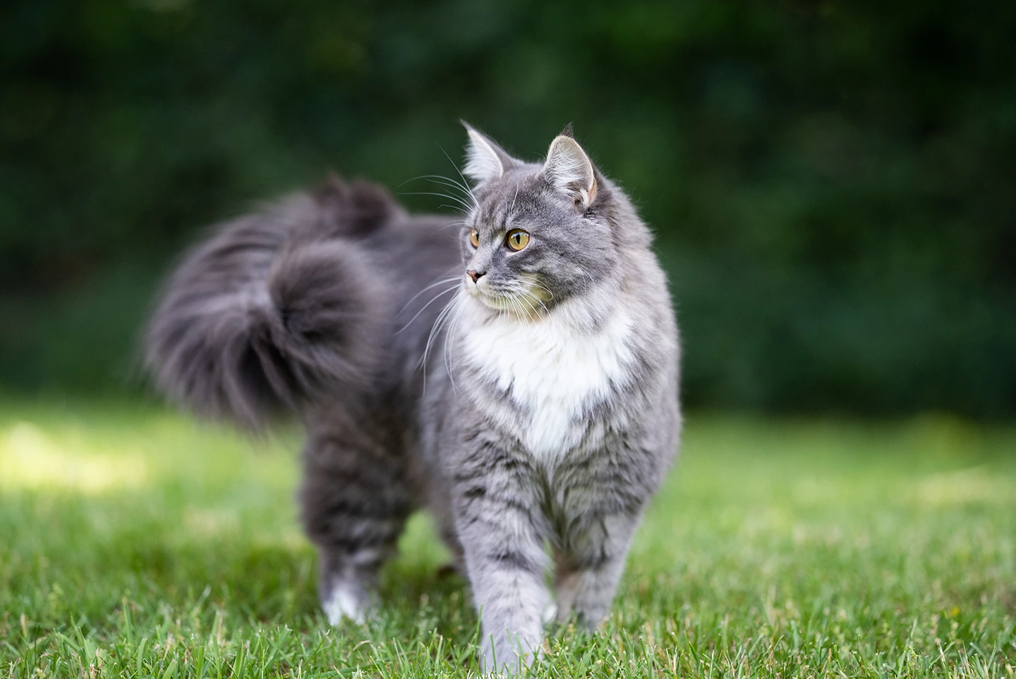 Divinus Cat Chicken