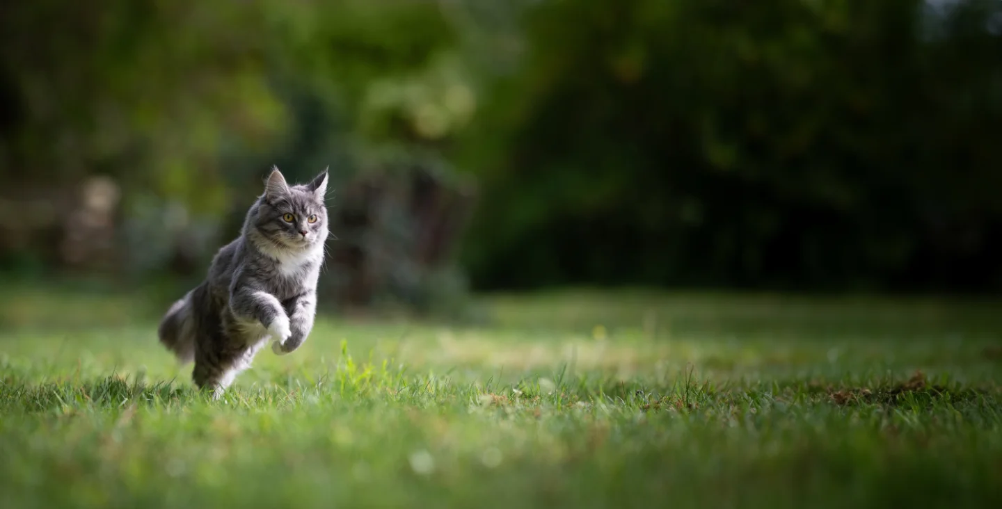 For Cats