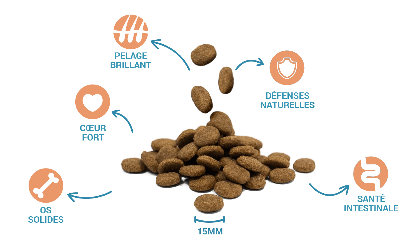 Croquettes de haute qualité et bienfaits pour la santé de Divinus Dog Adult