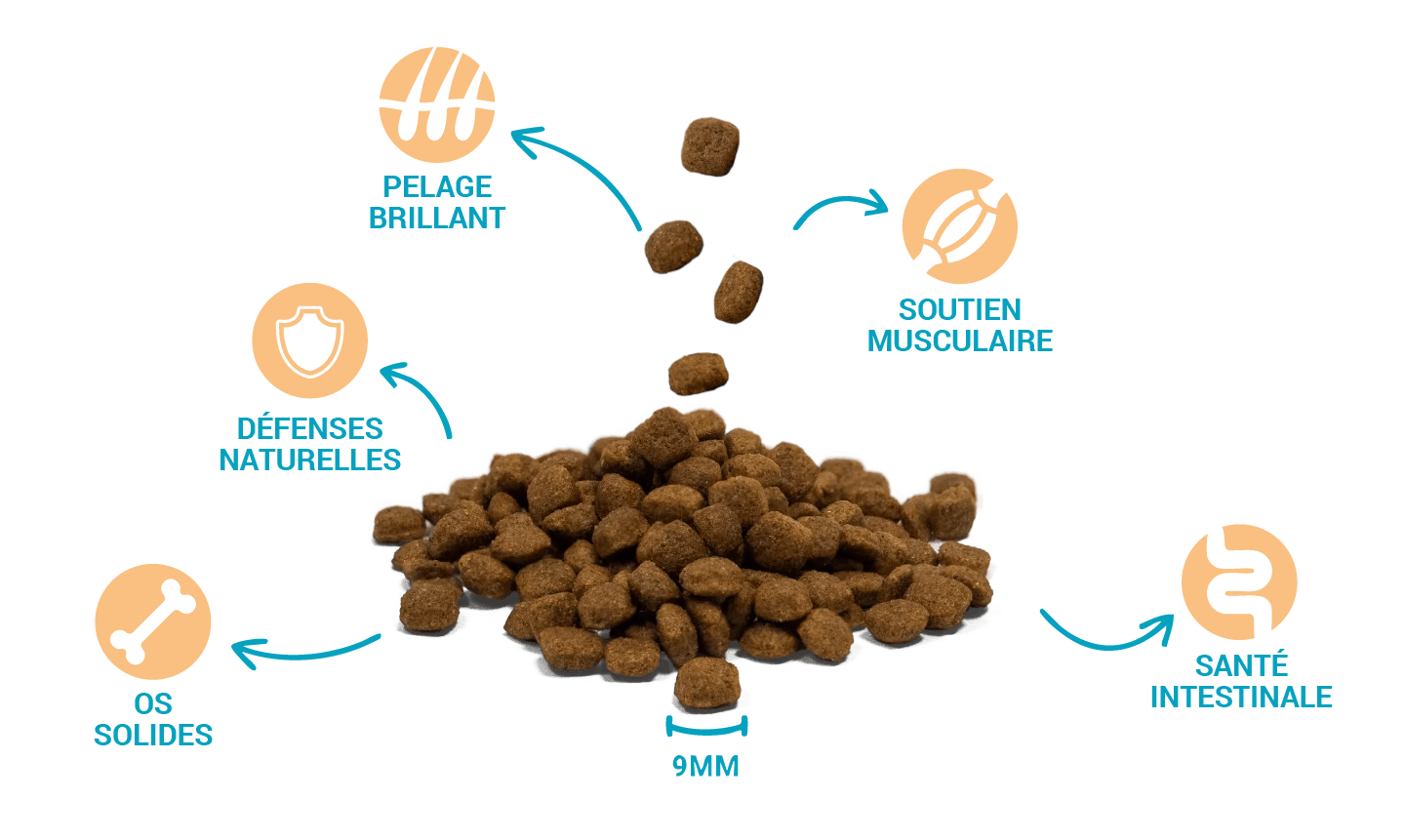 Croquettes de haute qualité et bienfaits pour la santé de Divinus Adult Mini