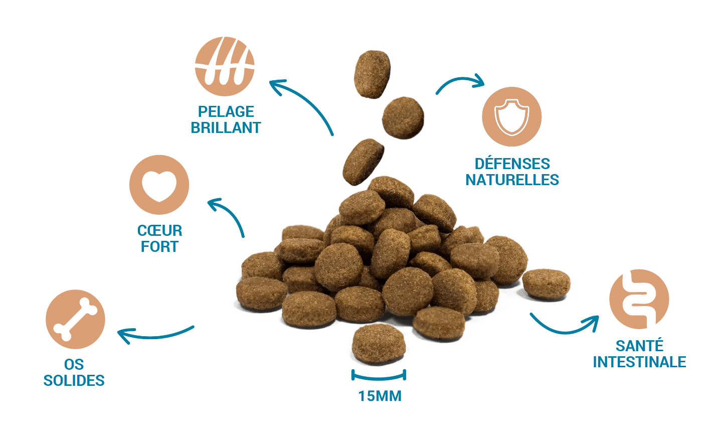 Croquettes de haute qualité et bienfaits pour la santé de Divinus Dog Complete