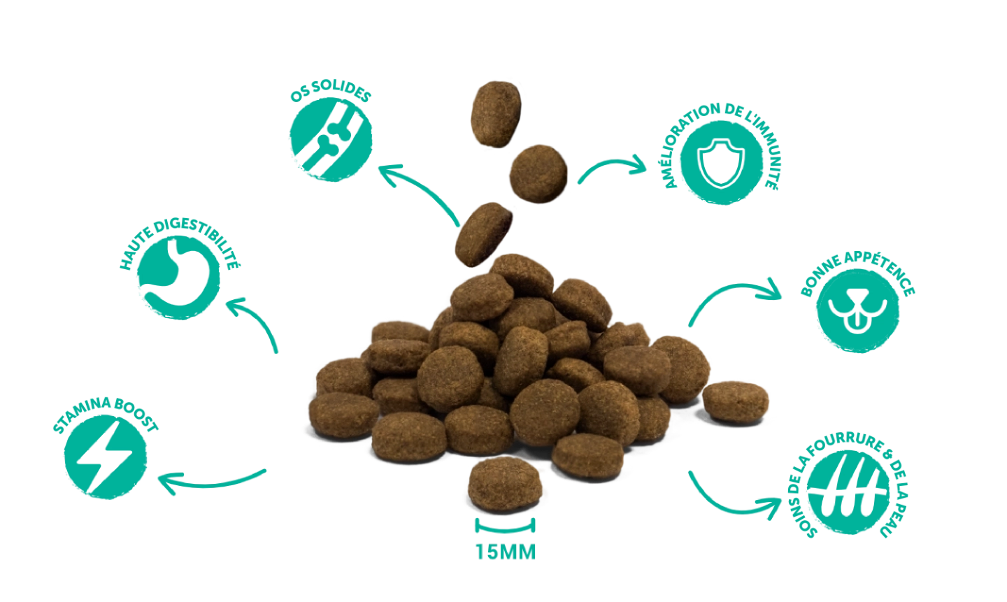 Croquettes de haute qualité et bienfaits pour la santé de Divinus Flavour Dog Lamb and Rice