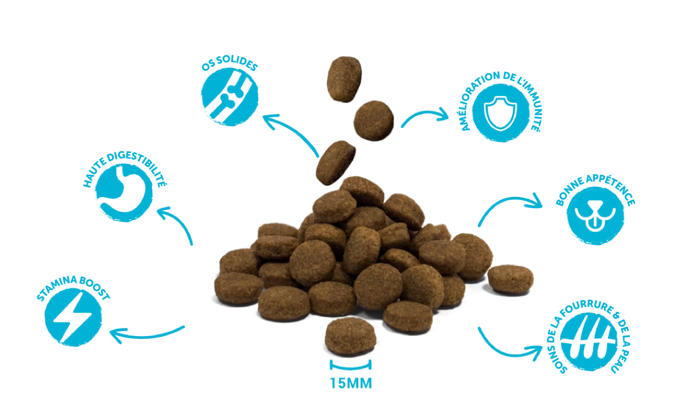Croquettes de haute qualité et bienfaits pour la santé de Divinus Flavour Dog Salmon and Rice