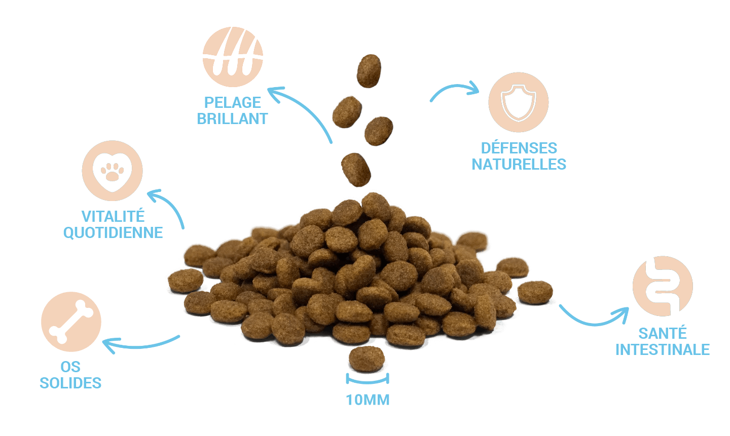 Croquettes de haute qualité et bienfaits pour la santé de Divinus Puppy