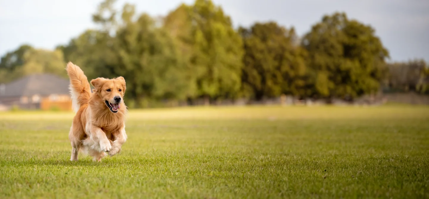 For Dogs
