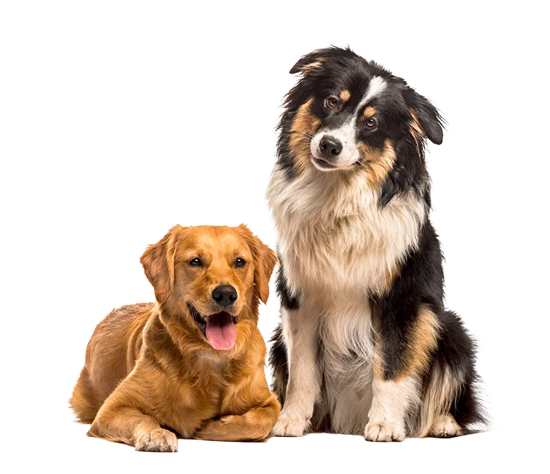 Specially developed dry food for dogs