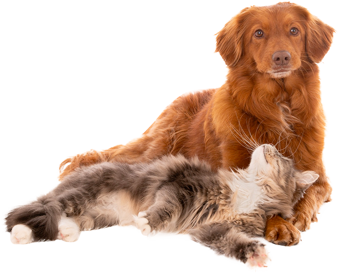Golden Retriever laying with cat looking up