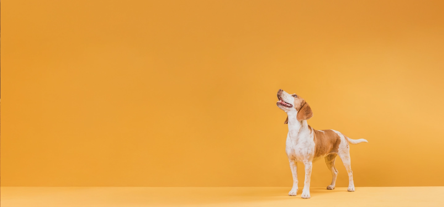 Dog header image